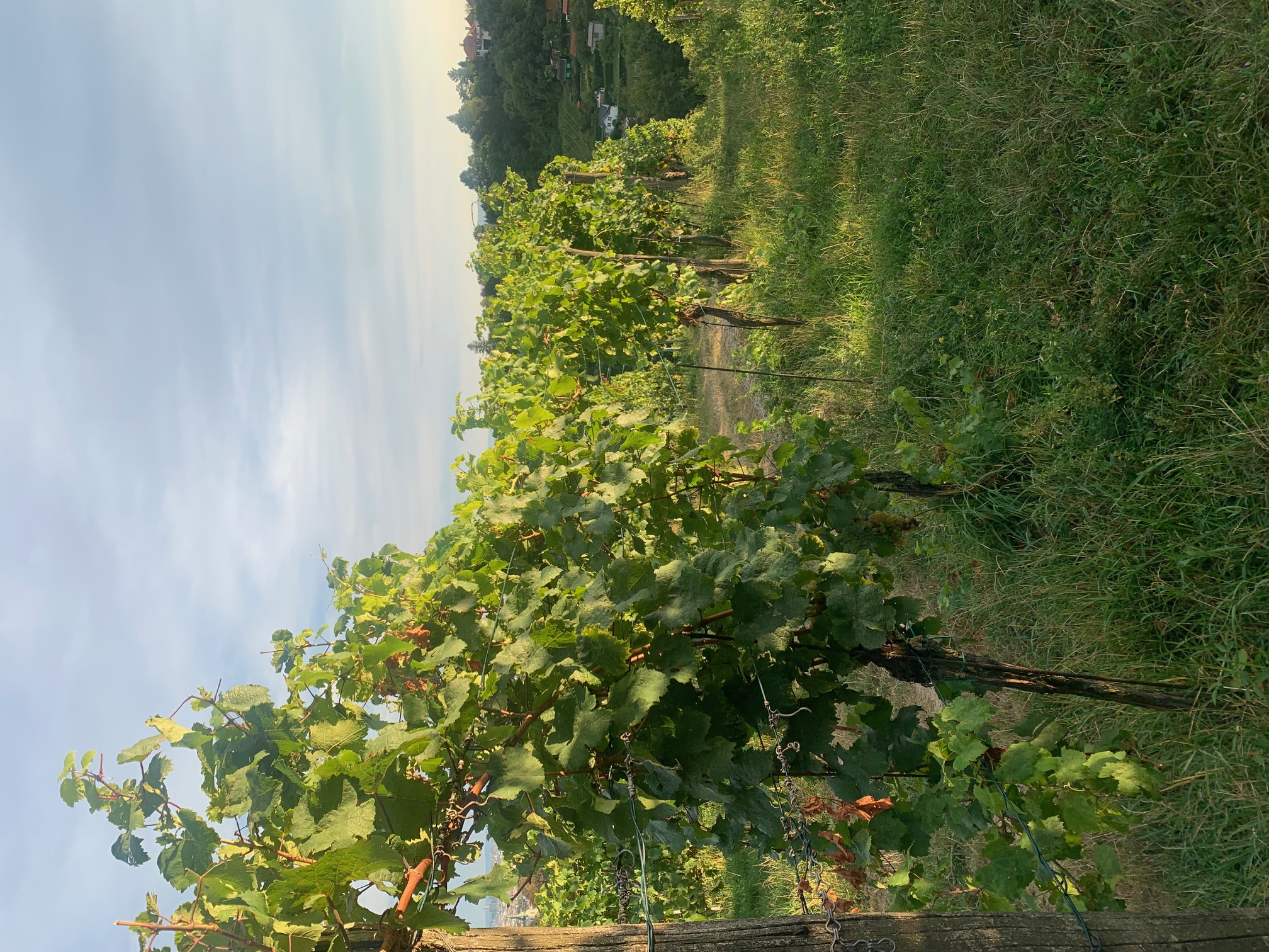 Impression von den Weinbergen